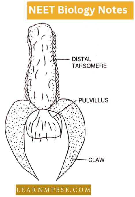 Morphology Of Animals Leg Of Periplaneta And Last Portion Of The Leg Showing Arolium