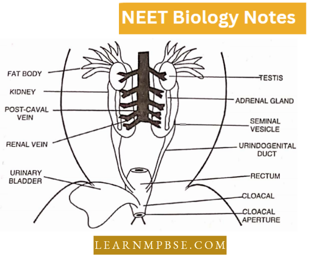 Morphology Of Animals Male Urinogenital System Of Frog