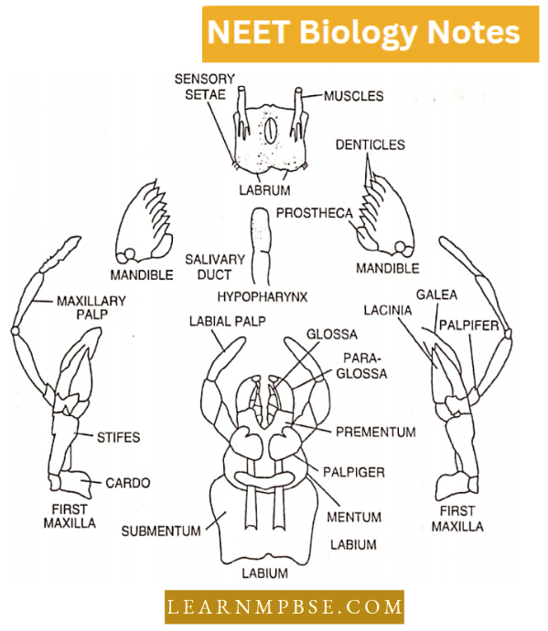 Morphology Of Animals Mouth Parts Of A Cockroach
