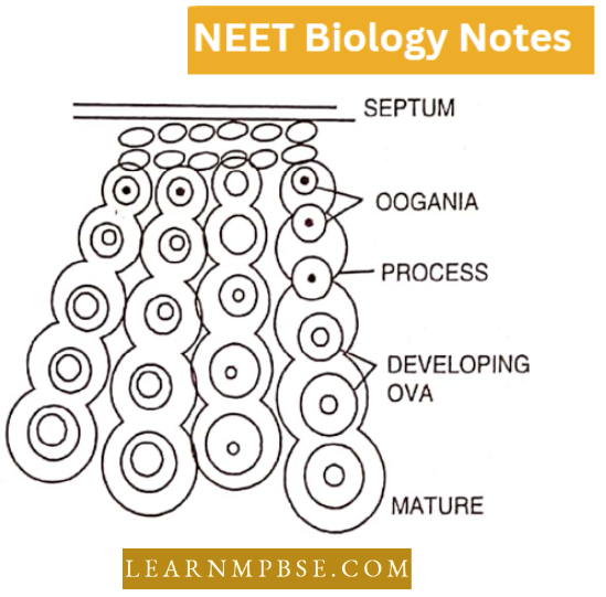 Morphology Of Animals Ovary And Septum