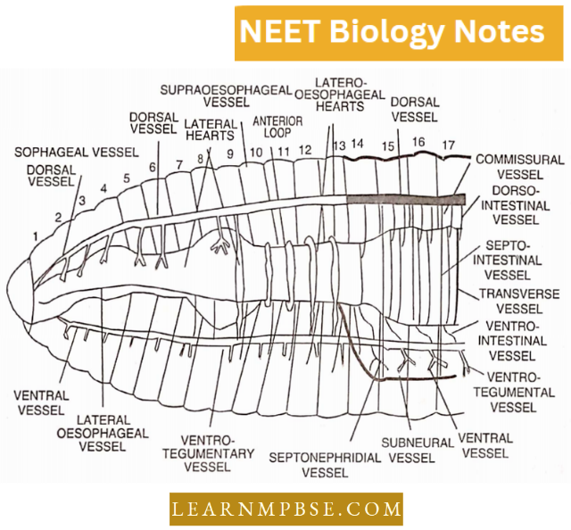 Morphology Of Animals Pheretima Posthuma- Circulatory System In Lateral View.