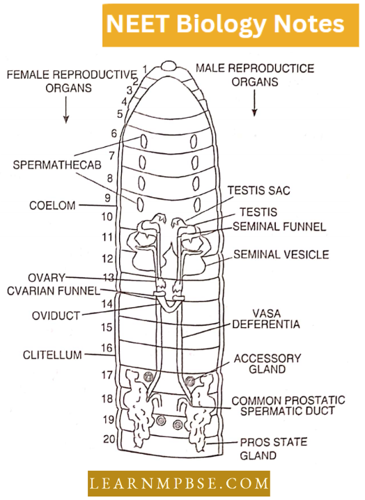 Morphology Of Animals Pheretima Posthuma Reproductive System