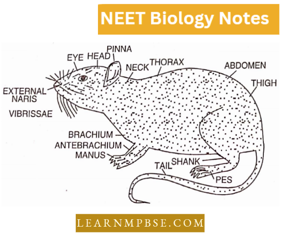 Morphology Of Animals Rattus Rattus (House Rat)