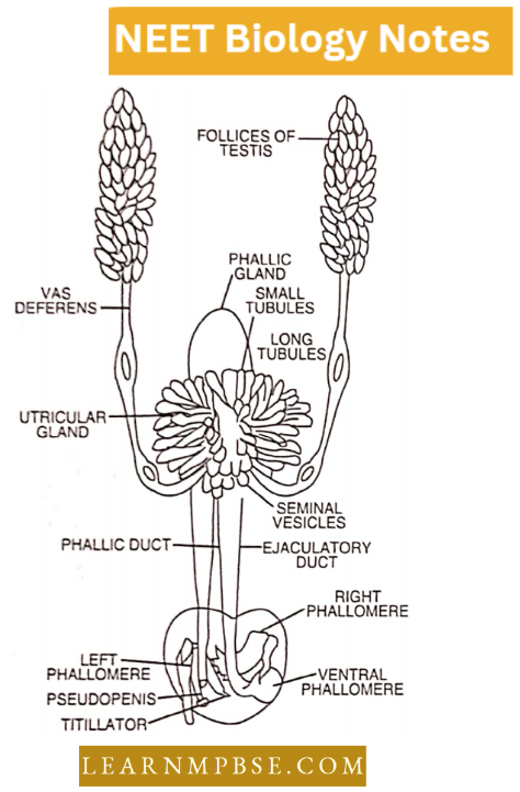 Morphology Of Animals Reproductive System Of Male Cockroach In Dorsal View