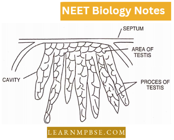 Morphology Of Animals Testis and septum