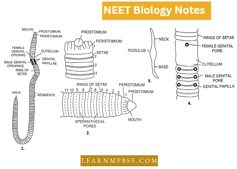 Morphology Of Animals Ventral View Of Earthworm
