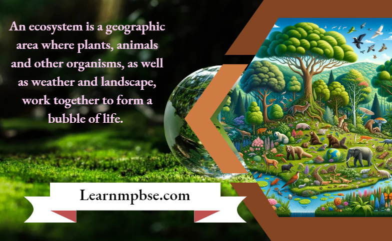 NEET Biology Notes Covering Ecosystem Dynamics