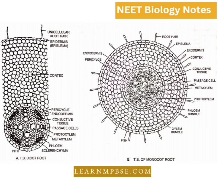 Plant Anatomy Comparison Of The T.S Of Monocot And Dicot Roots