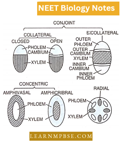Plant Anatomy Different Types Of Vascular Bundles