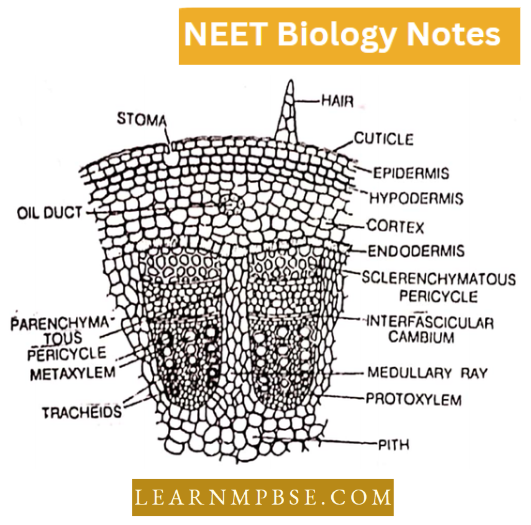 Plant Anatomy T.S Of Dicot Stem