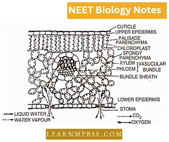Plant Anatomy V.S. Of Dicot Leaf