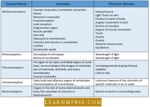 Sense Organs Classification Of Some Receptors By Stimuli