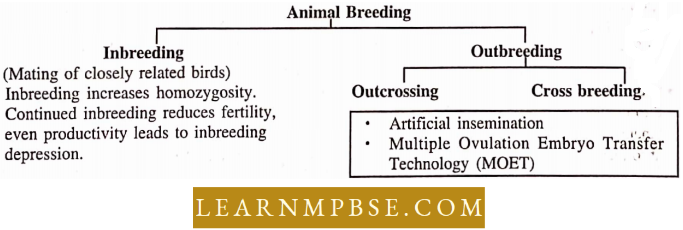 Strategies For Enhancement In Food Production Animal Sources Animal Breeding