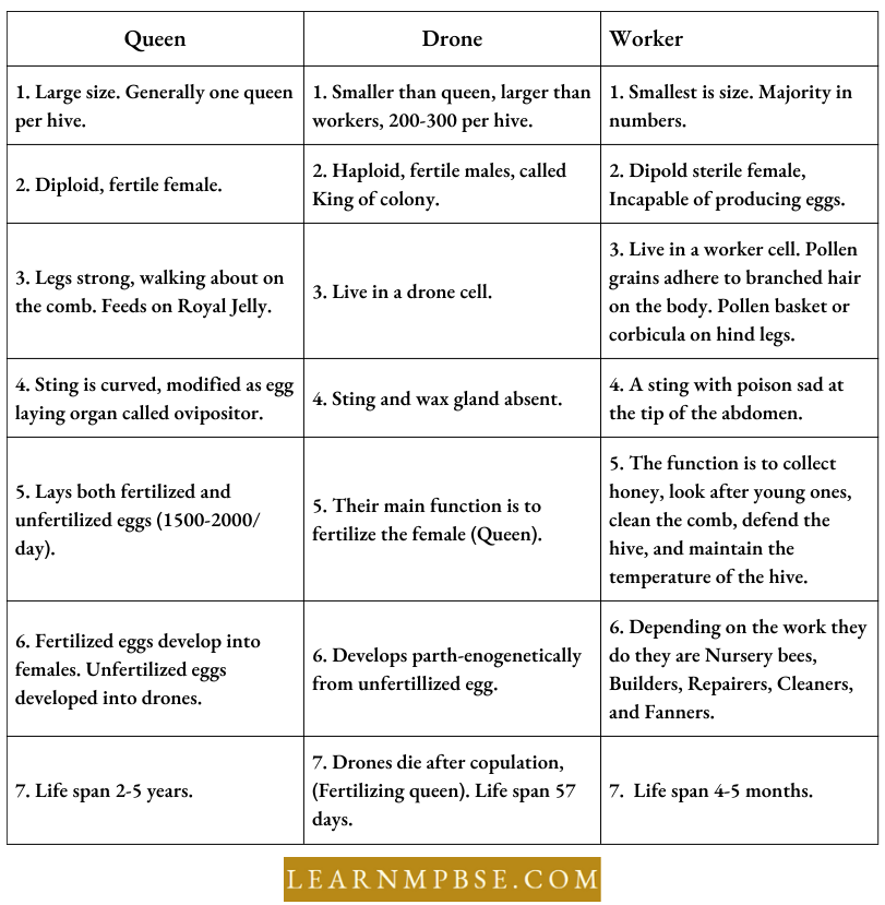 Strategies For Enhancement In Food Production Animal Sources Apiculture Or Bee Keeping