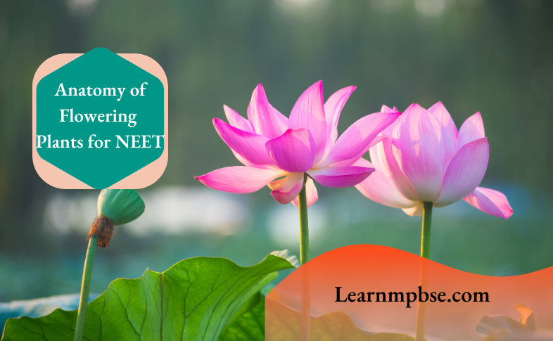 Anatomy of Flowering Plants NEET Notes
