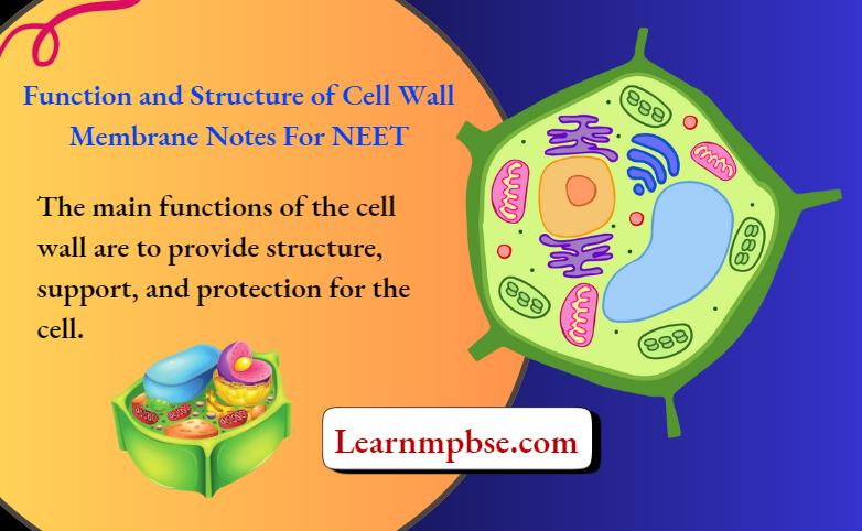 Function and Structure of Cell Wall Membrane Notes For NEET