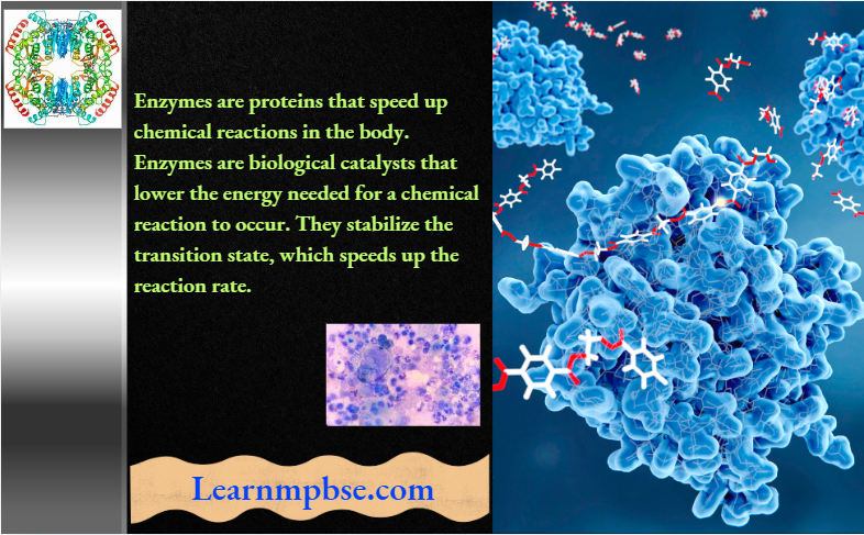 NEET Biology Enzymes - Important MCQs