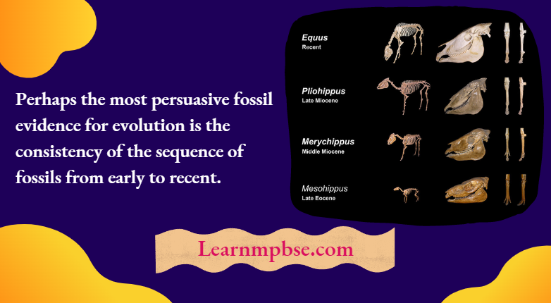 NEET Biology Evidence of Evolution MCQs