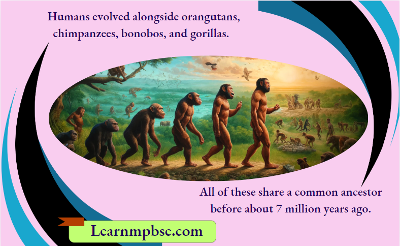 NEET Biology Evolution of Man MCQs with Answers