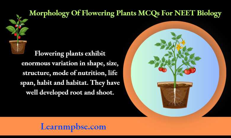 NEET Biology MCQs Morphology of Flowering Plants