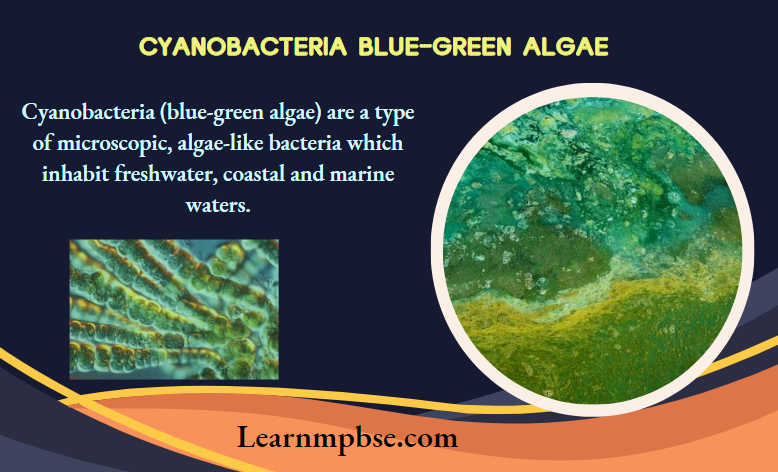 NEET Biology Notes on Blue-Green Algae