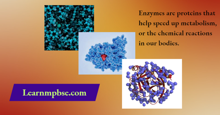 NEET Biology Notes on Enzymes