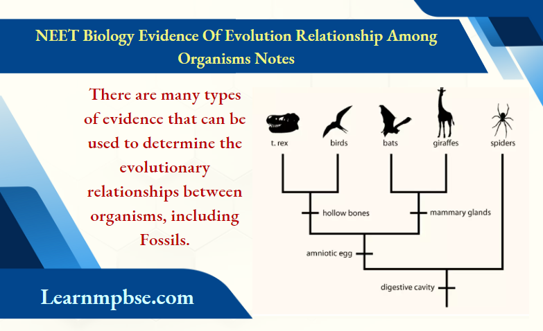 NEET Biology Notes on Evidence of Evolution