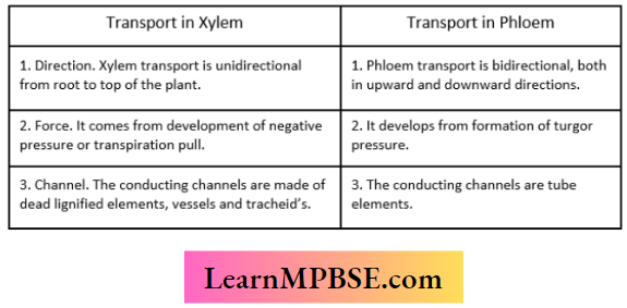 Transportation Difference Between Transport In Xylem And Phloem